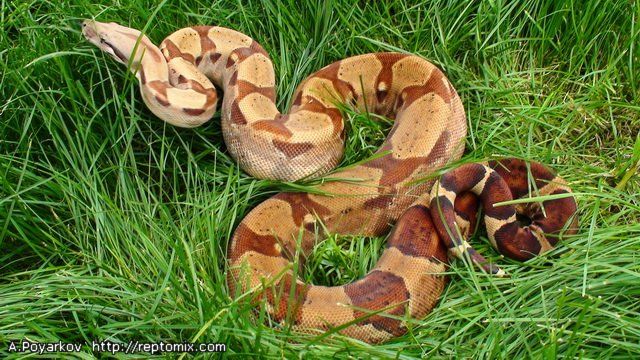 Императорский удав Гипо, Джангл  Boa constrictor imperator Salmon Boa constrictor imperator Salmon Hypo Jungle  (Cross Red Salmon Scarlet Х Jungle(Original Swedish line)