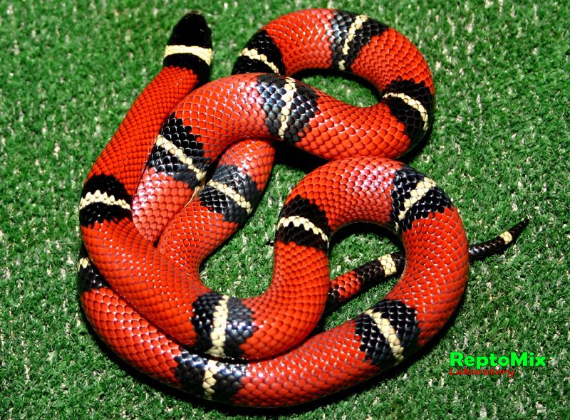 Синалойская молочная змея  Lampropeltis triangulum sinaloae