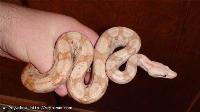 Удав с острова Хог (Белая линия)  Boa constrictor imperator (Ноg Island) "White line"