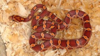 Маисовый полоз Pantherophis guttatus"Hypo Okeetee" 