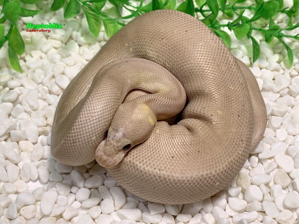 Королевский питон Python regius Super Cinnamon Banana poss.Pastel poss.Fire