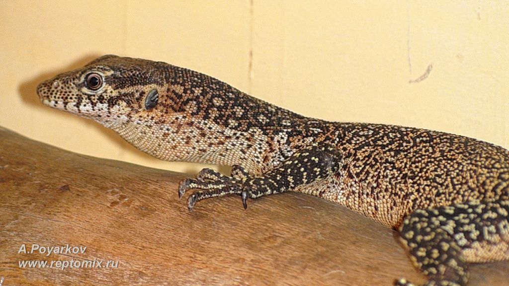 Тиморский варан Varanus timorensis