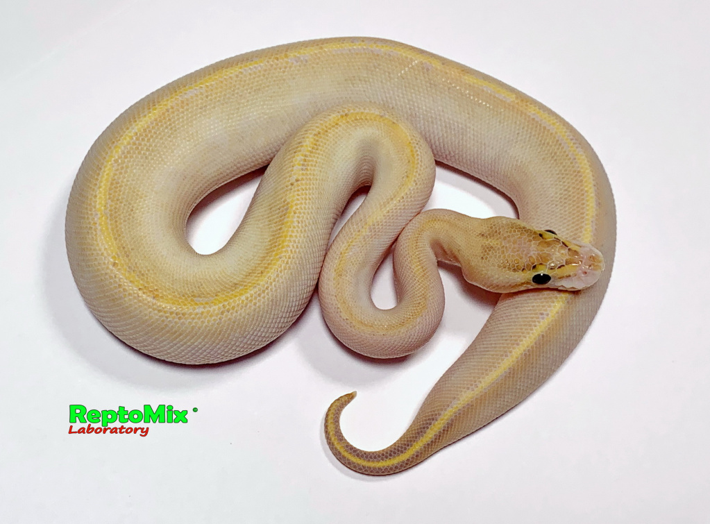 Королевский питон Python regius Ivori (Super Yellow Belly)