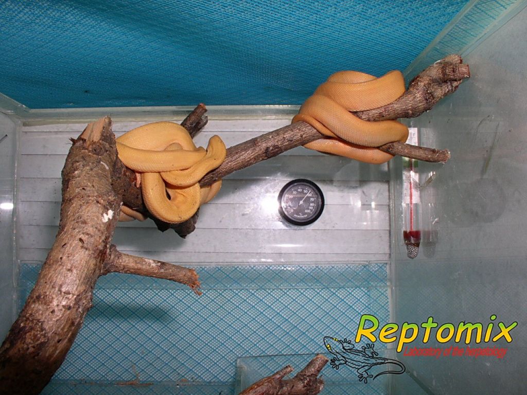 Садовый удав Corallus hortulanus enydris