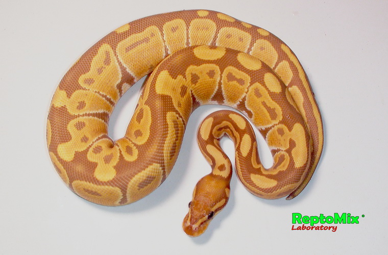 Королевский питон Python regius Ultramel