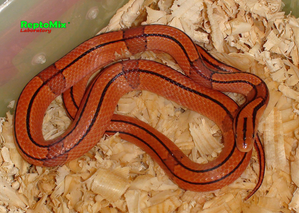 Бамбуковый полоз Oreophis porphyraceus pulchra Mt.Da Wei Shan(Yunnan, china) 