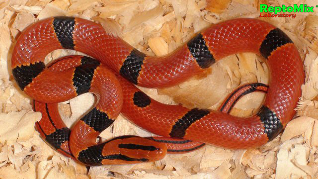 Бамбуковый полоз Oreophis porphyraceus pulchra Mt.Da Wei Shan(Yunnan, china) 