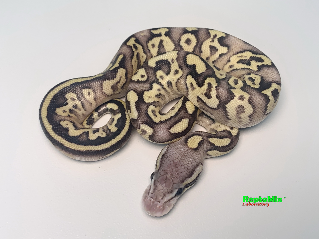 Королевский питон Super pastel, Axanthic (VPI),100% Het.Albino