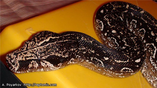 Аргентинский удав Boa constrictor occidentalis