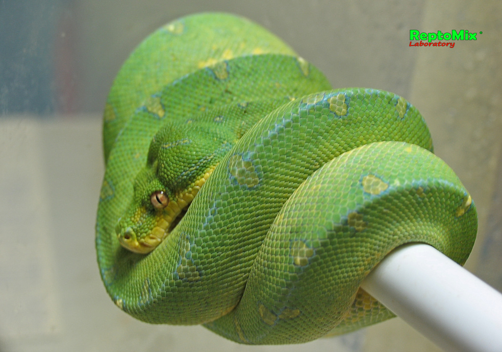 Зелёный питон Morelia viridis (Lereh)