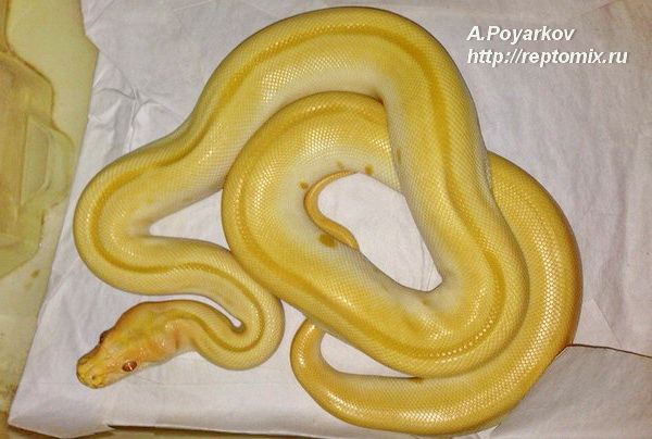 Темный тигровый питон Альбино Грин Python molurus bivittatus Albino green striped