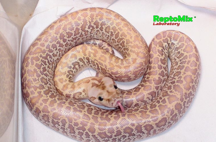 Темный тигровый питон Гипо Гранит Python molurus bivittatus Hypo Granit