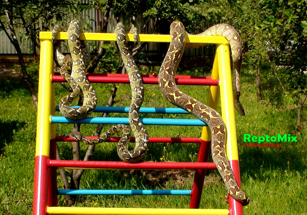 Мадагаскарский древесный удав Sanzinia madagascariensis 