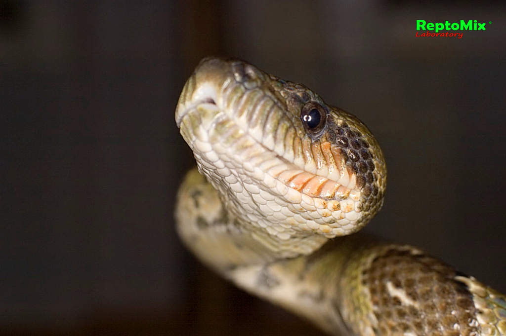 Мадагаскарский древесный удав Sanzinia madagascariensis 