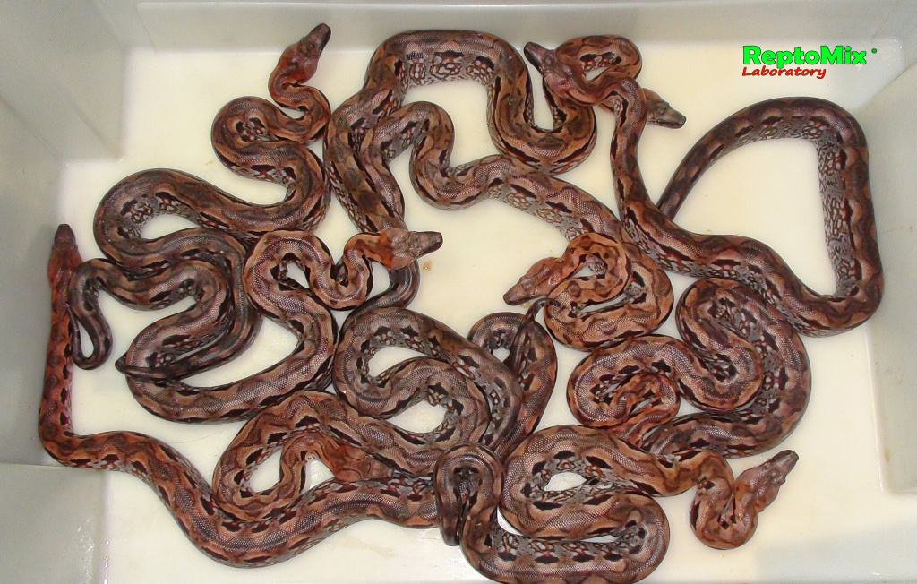 Мадагаскарский земляной удав Acrantophis madagascariensis 