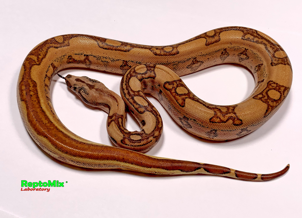 Императорский удав Гипо, Супер Джангл Super Jangl Hypo