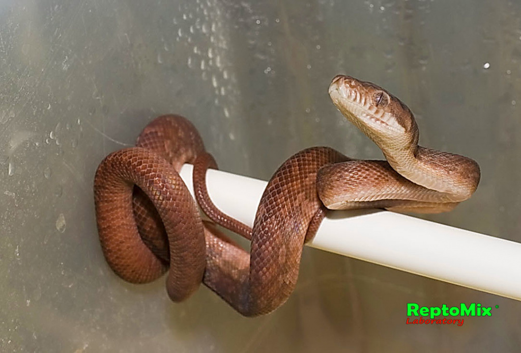 Аметистовый питон локалитет Мерауки Morelia ametistina (Merauky)