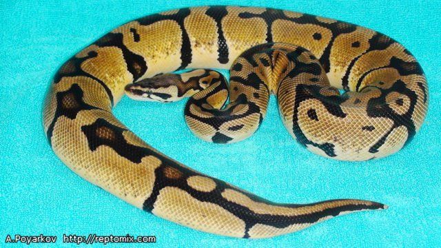 Королевский питон  Python regius Pastel