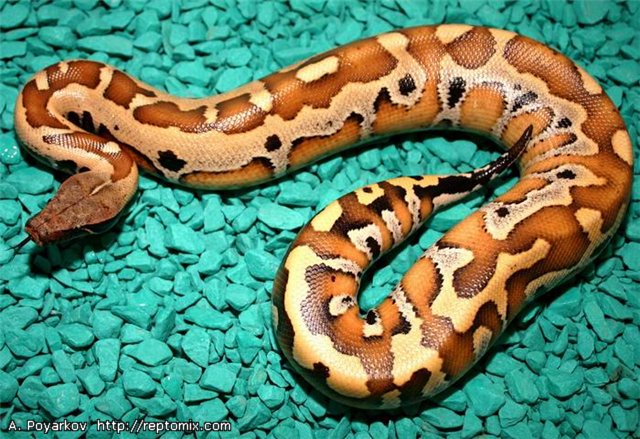 Короткохвостый питон Python сurtus brongersmai (Northen Sumatra) 