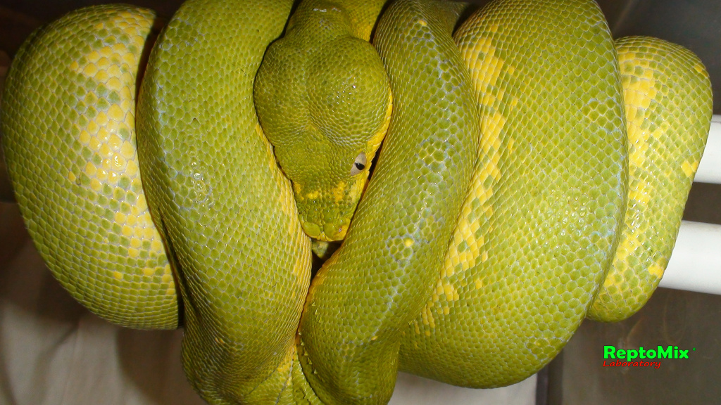 Зелёный питон Morelia viridis (Jayapura)