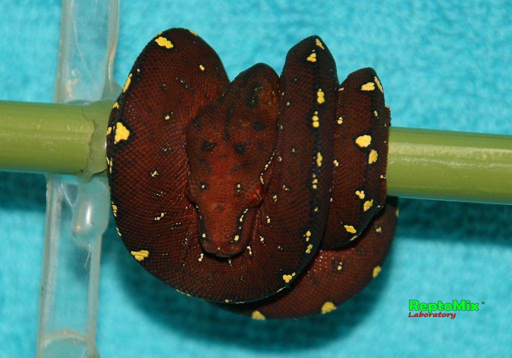 Зелёный питон Morelia viridis (Lereh)