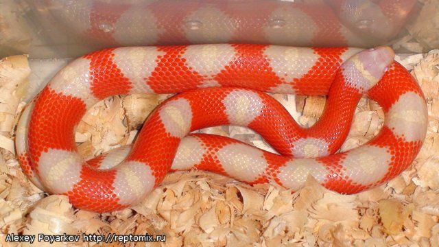 Молочная змея Нельсона альбинос  Lampropeltis triangulum nelsoni Albino