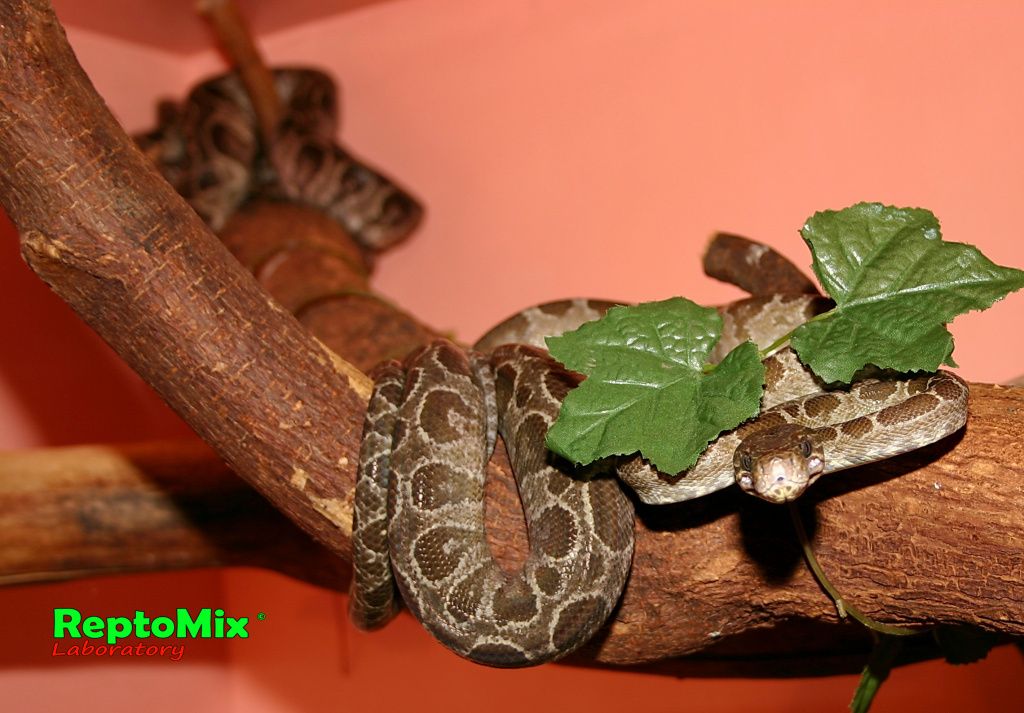 Садовый удав Corallus hortulanus enydris