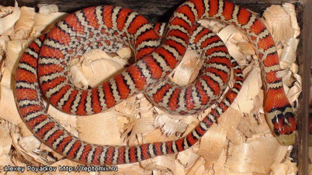 Горная молочная змея Lampropeltis pyromelana knoblochi 