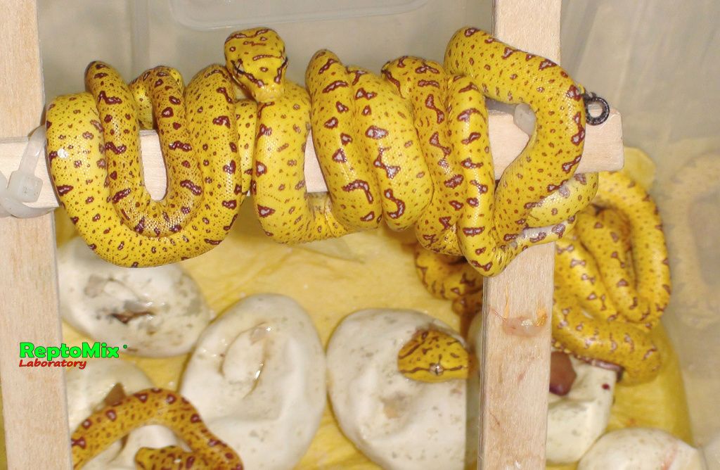 Зелёный питон (Aru x Biak var."Lemon Tree") Morelia viridis (Aru x Biak var."Lemon Tree")