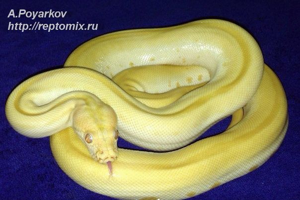Темный тигровый питон Альбино Грин Python molurus bivittatus Albino green striped
