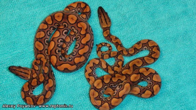 Радужный удав Epicrates cenchria cenchria