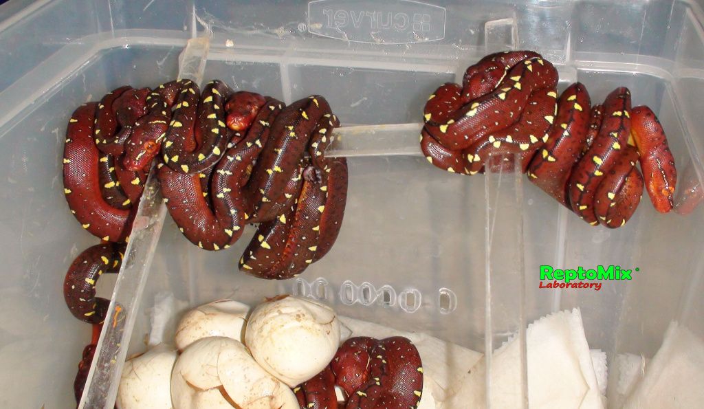 Зелёный питон локалитет Arfak Morelia viridis (Arfak)