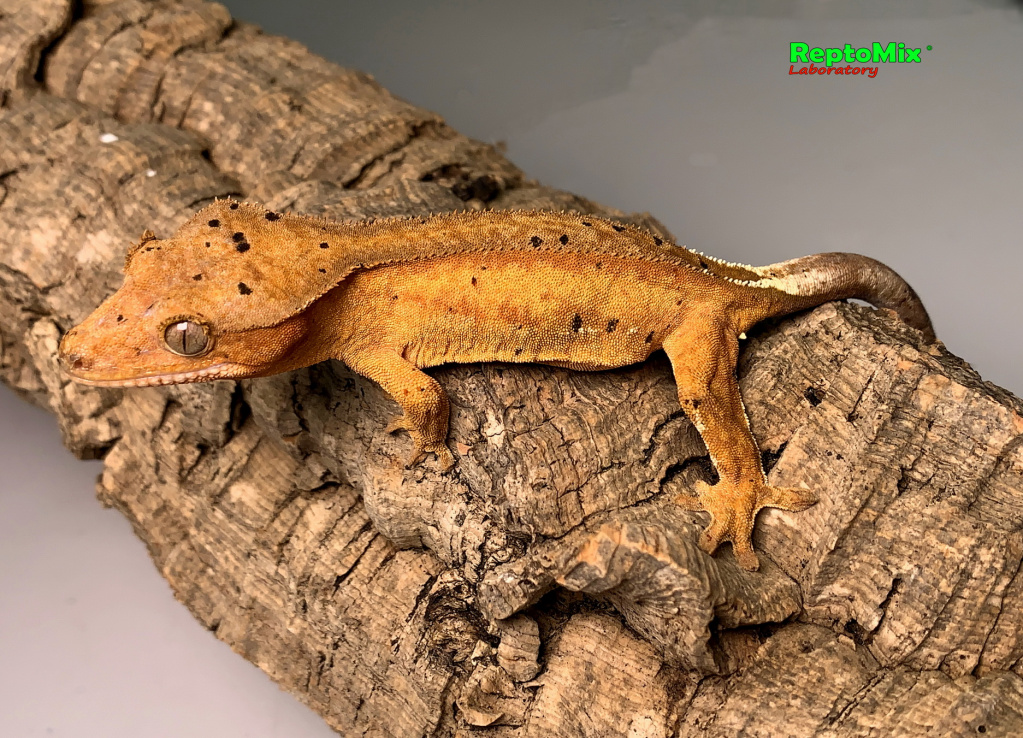 Реснитчатый новокаледонский геккон-бананоед Correlophus (Rhacodactylus) ciliatus (Harlequin Dalmatian; Extreme Harlequin Partail Pinstripe; Harlequin, Poss.Dalmatian, Poss.Extreme Harlequin,Poss.Flame; Dalmatian  )