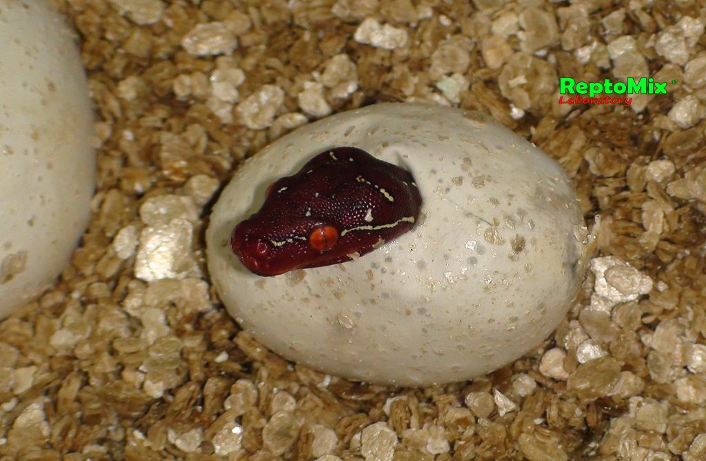 Зелёный питон Morelia viridis (Lereh)