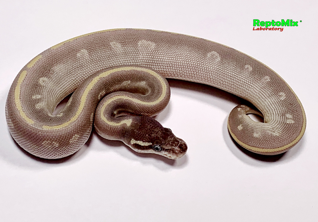 Королевский питон Python regius Purple Passion (Phantom,Mojave)