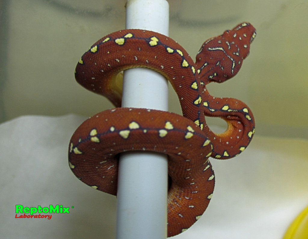 Зелёный питон Morelia viridis Mix