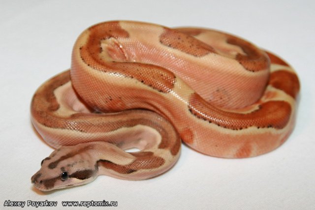 Императорский удав Гипо, Джангл Boa constrictor imperator Salmon Boa constrictor imperator Salmon Hypo Jungle (Cross Red Salmon Scarlet Х Jungle(Original Swedish line)