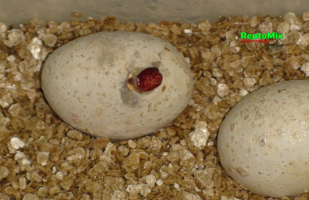 Зелёный питон Morelia viridis (Lereh)