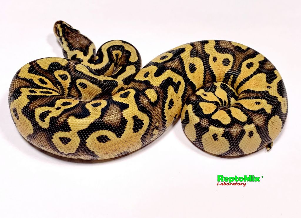 Королевский питон Python regius Pastel Enchi