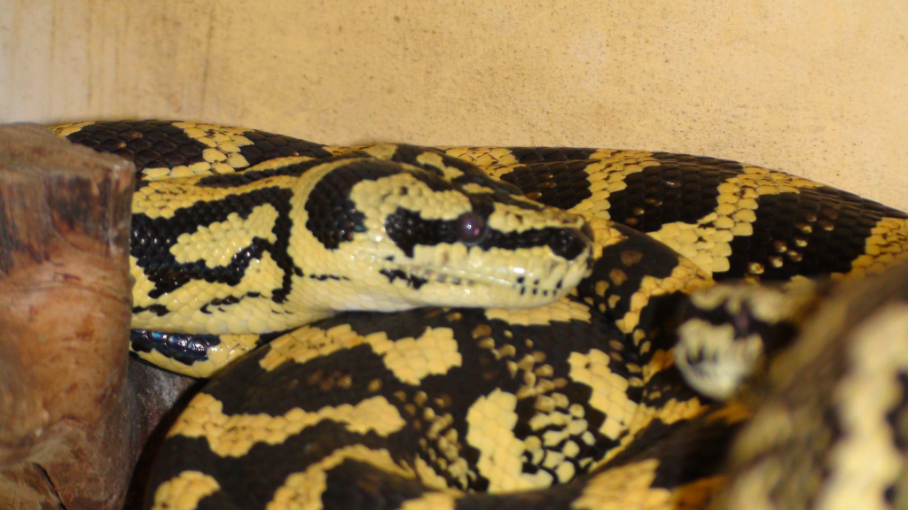 Ромбический питон Чейна  Morelia cheynei