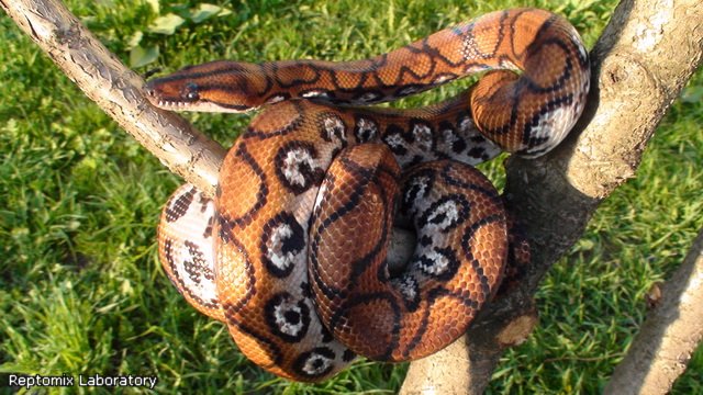 Радужный удав Epicrates cenchria cenchria