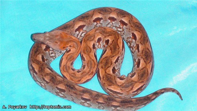 Мадагаскарский земляной удав Acrantophis madagascariensis