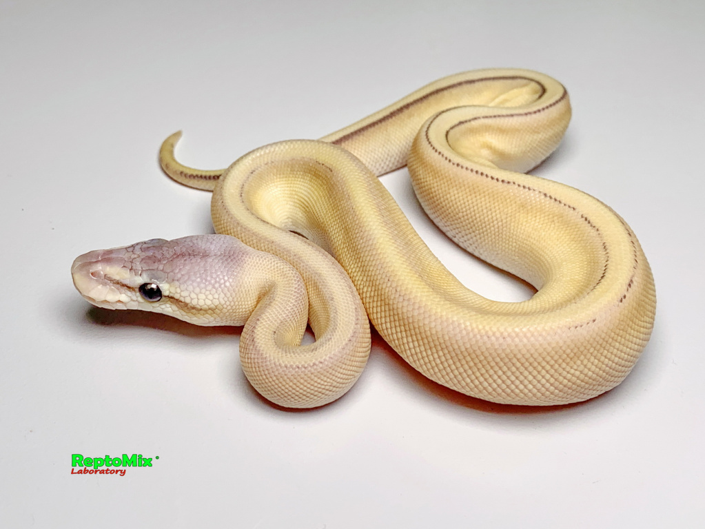Королевский питон Python regius Super Pastel, Butter, Genetic Stripe
