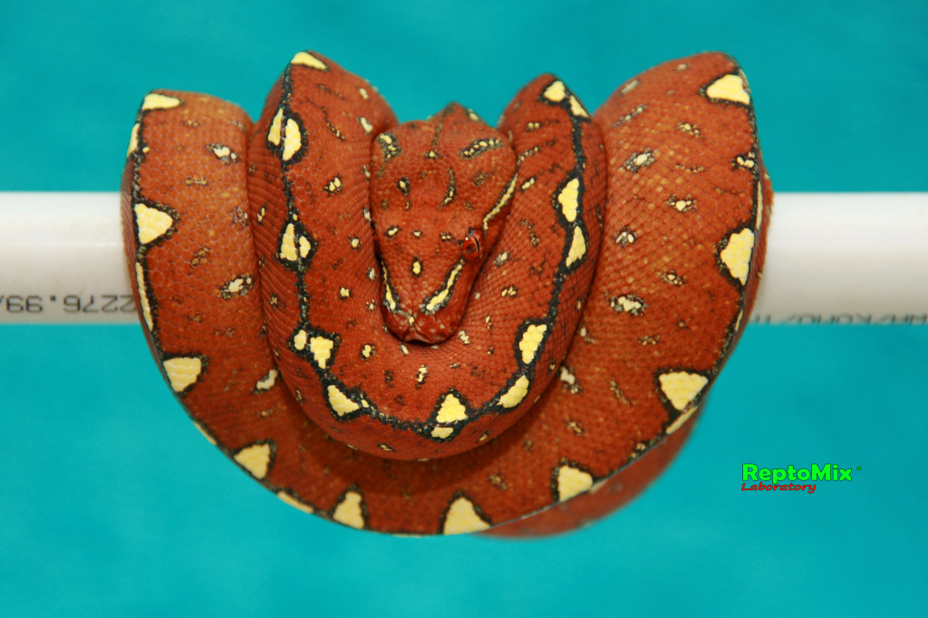 Зелёный питон локалитет Arfak Morelia viridis (Arfak)