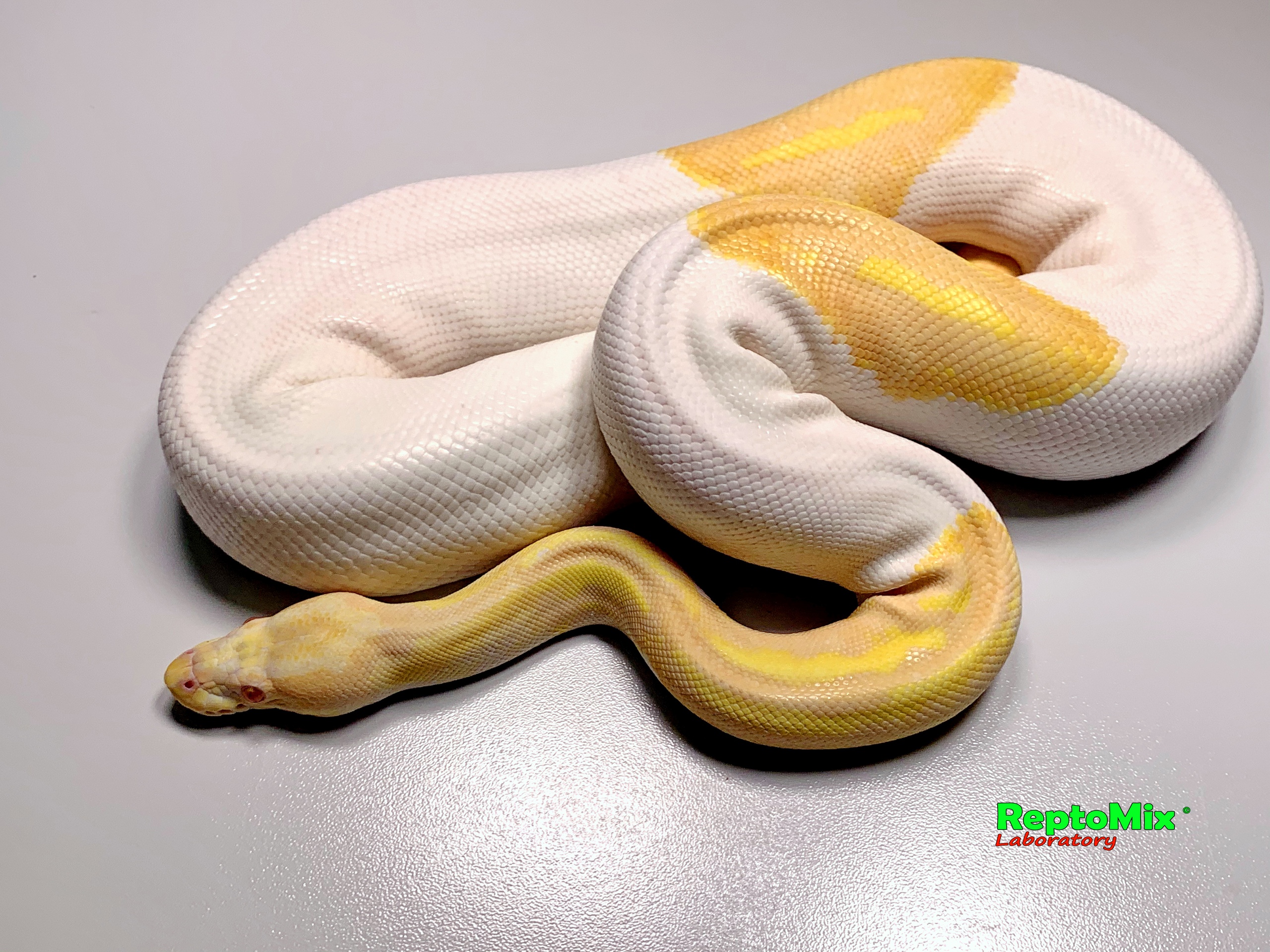 Королевский питон  Python regius Albino Piebald 