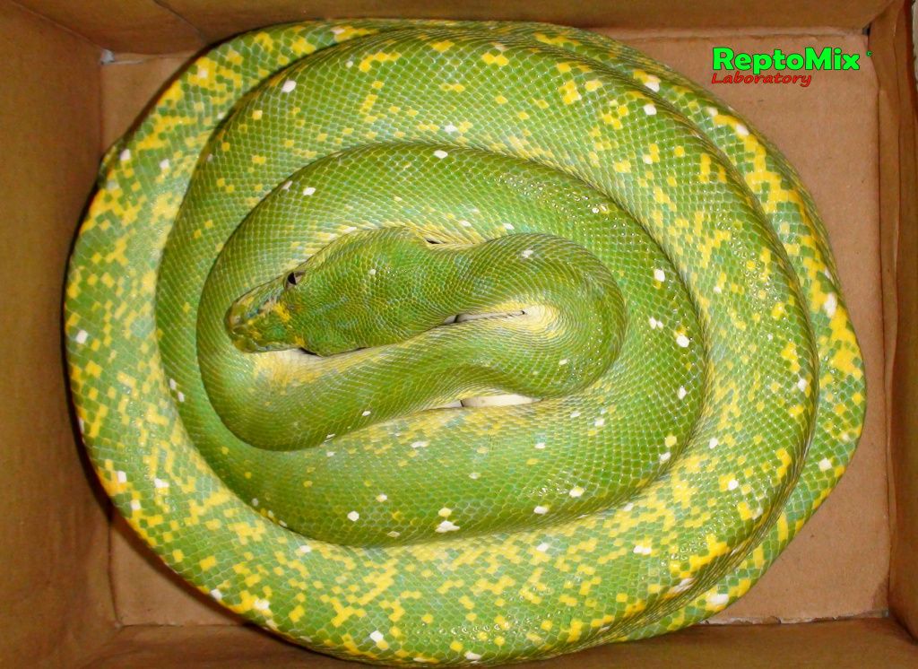 Зелёный питон (Aru x Biak var."Lemon Tree") Morelia viridis (Aru x Biak var."Lemon Tree")