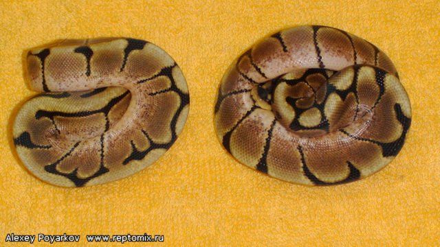 Королевский питон Python regius Spider