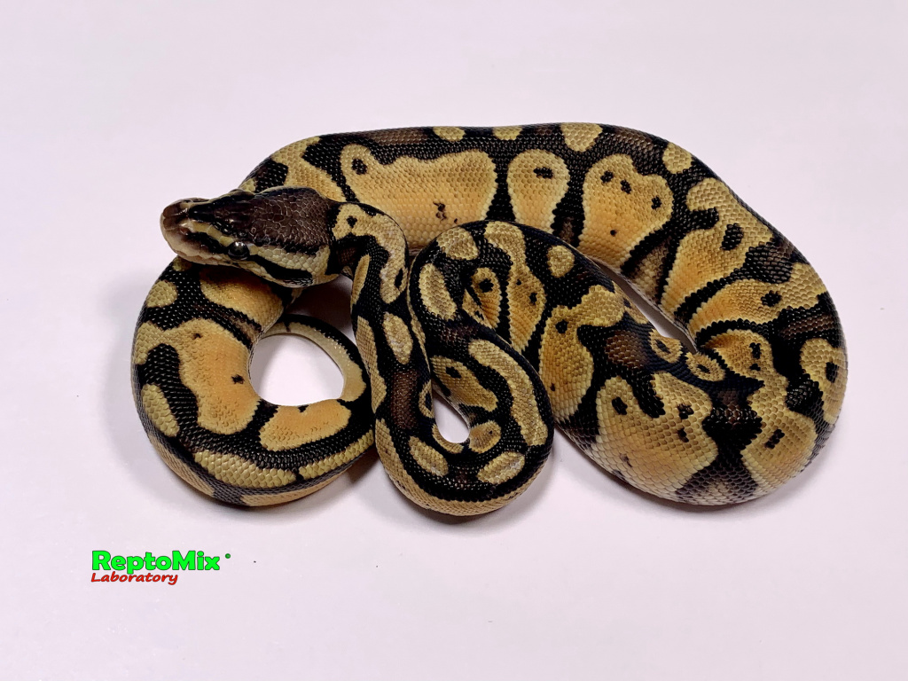Королевский питон Python regius Orange Dream Pastel