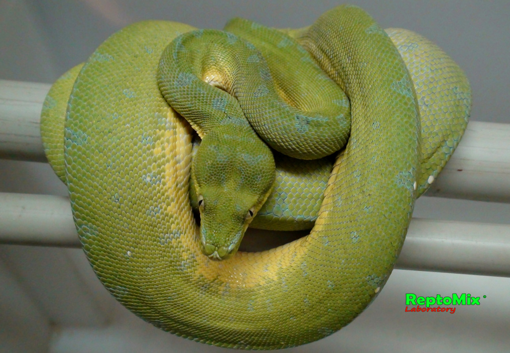Зелёный питон Morelia viridis (Sorong) 