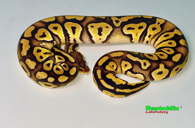 Королевский питон Python regius Bongo Pastel